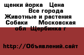 щенки йорка › Цена ­ 15 000 - Все города Животные и растения » Собаки   . Московская обл.,Щербинка г.